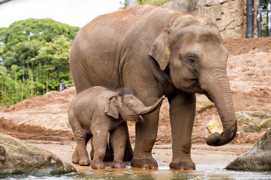 Sydney: Taronga Zoo Ticket with Return Ferry - Hills, Steps, and Getting Around With a Stroller or Mobility Limits