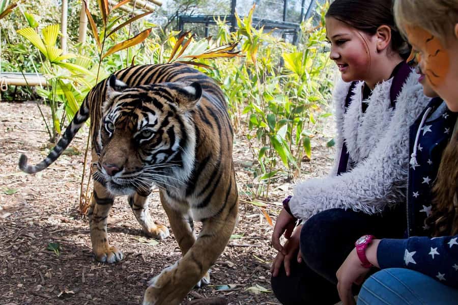 Sydney: Taronga Zoo Ticket with Return Ferry - The Little Extras That Turn a Zoo Visit Into a Sydney Memory