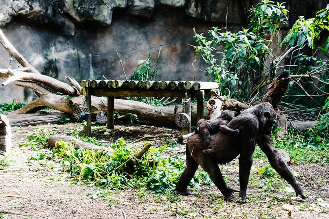 Sydney Taronga Zoo Wild Australia Experience - Taronga Zoo starts with a view: Sky Safari and the harbor vibe