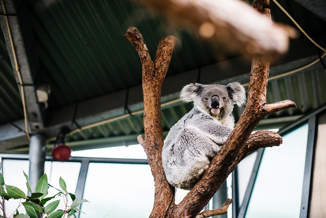 Sydney Taronga Zoo Wild Australia Experience - The Australia animals push: kangaroos, wallabies, emus, and beyond