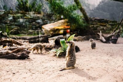Sydney Taronga Zoo Wild Australia Experience - The keeper-led tour: what small-group access really feels like