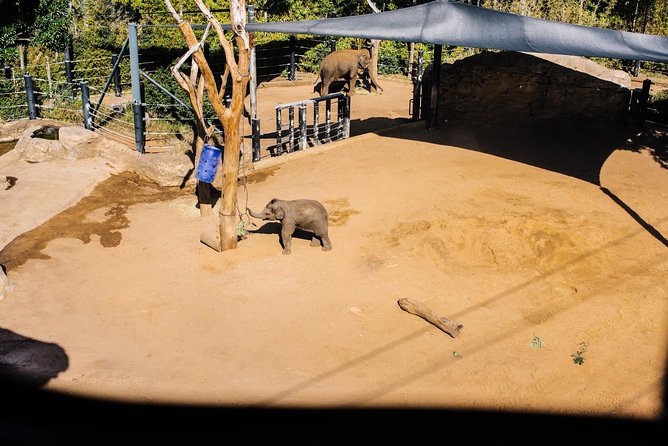 Sydney Taronga Zoo Wild Australia Experience - Australian Nocturnal House access: seeing nightlife animals at the right time