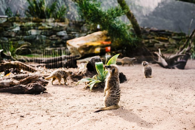 Sydney Taronga Zoo Wild Australia Experience - The keeper-led tour: what small-group access really feels like