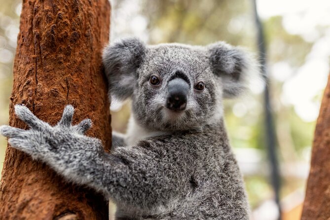 Sydney Taronga Zoo's Aussie Backyard Adventure Tour - Taronga Zoo at speed: why a guided Aussie route helps