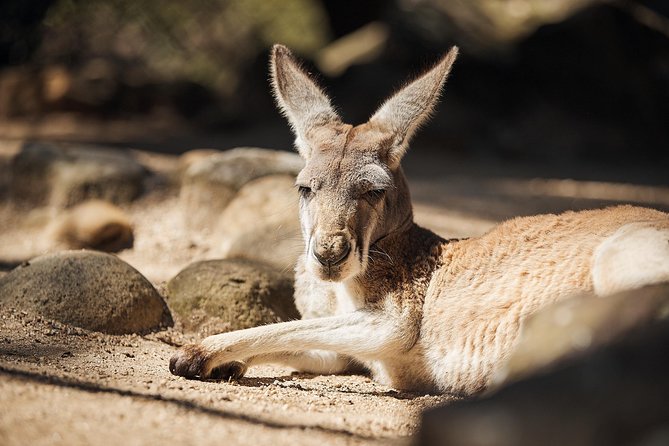 Sydney Taronga Zoo's Aussie Backyard Adventure Tour - The real value: $75.31 buys an all-day ticket plus guided time