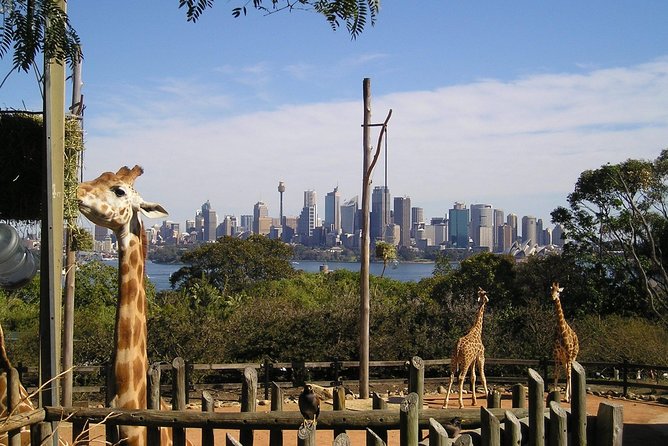 Sydney Taronga Zoo's Aussie Backyard Adventure Tour - Hand-raised animals and close viewing: what’s included and what isn’t