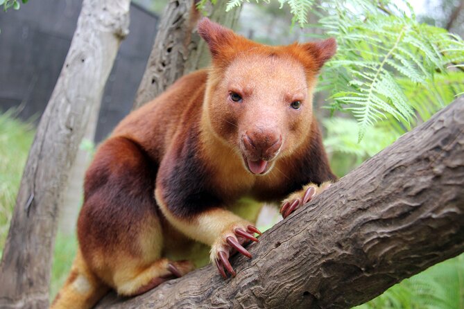 Sydney Taronga Zoo's Aussie Backyard Adventure Tour - Guides that set the tone: names you may see and why they matter