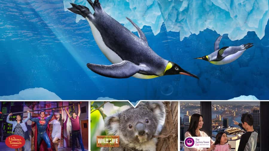 Sydney: Ultimate City Pass for 4 Attractions with Skywalk - What This 4-Attraction Pass Really Means for Your Time