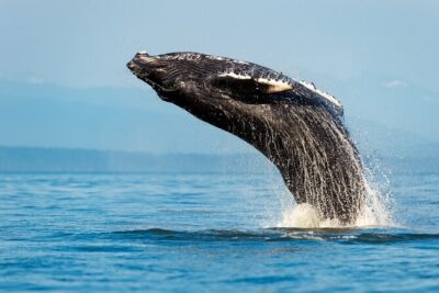 Sydney: Whale Watching Adventure Cruise - Getting there: Circular Quay Eastern Pontoon check-in