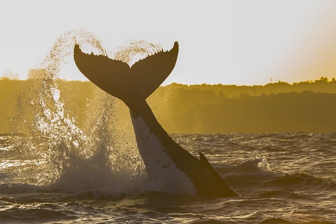 Sydney: Whale Watching Adventure Cruise - On-board commentary: how the crew helps you spot the right things