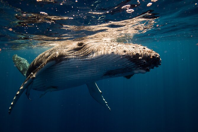 Sydney: Whale Watching Adventure Cruise - Price and value: is $63 a fair trade?