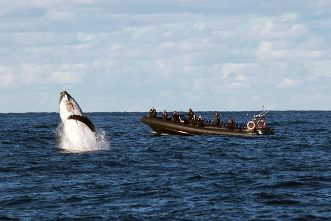 Sydney Whale-Watching by Speed Boat - Why the Speedboat Style Makes Whale-Watching Feel Different
