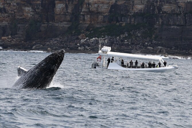 Sydney Whale-Watching by Speed Boat - Getting on Board at Campbell’s Cove (Circular Quay) Without Stress