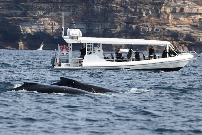 Sydney Whale-Watching by Speed Boat - What Close-Up Whale Time Feels Like (and How to Handle the Photos)