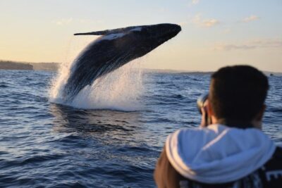 Sydney Whale-Watching by Speed Boat - Ocean Extreme: How the Crew Looks for Humpbacks in Real Time