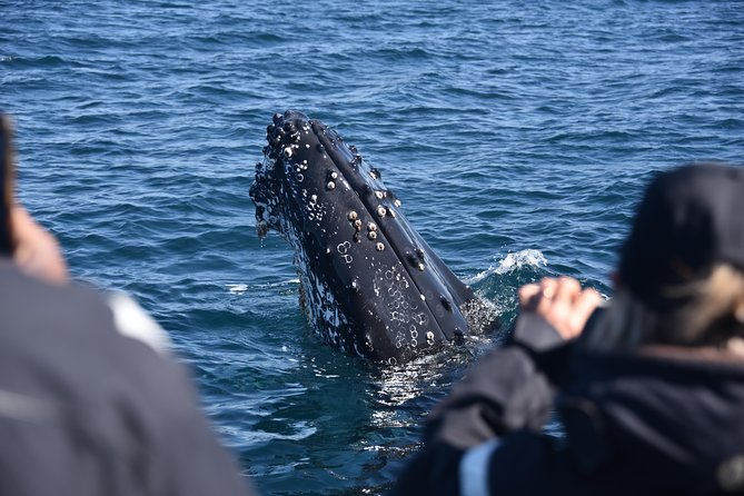 Sydney Whale-Watching by Speed Boat - Comfort on a Speedboat: Jackets, Chilly Spray, and Motion Considerations