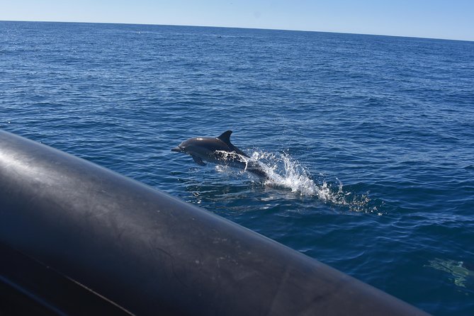 Sydney Whale-Watching by Speed Boat - Price and Value: Why $92.52 Can Actually Make Sense Here