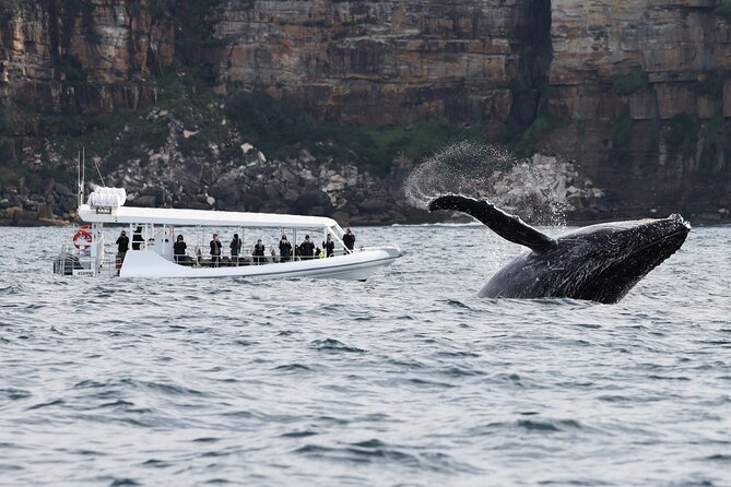 Sydney Whale-Watching by Speed Boat - Small Group Size: The Quiet Benefit You Don’t See in Brochures