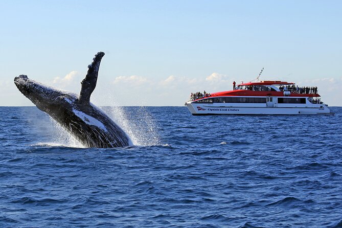 Sydney Whale Watching Cruise from Circular Quay - Key Things That Make This Cruise Worth Your Time