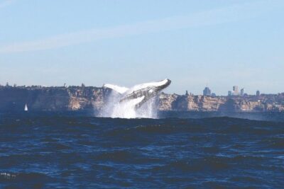 Sydney Whale Watching Cruise from Circular Quay - From the Opera House to Open Ocean: How the Route Feels