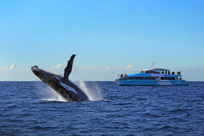 Sydney Whale Watching Cruise from Circular Quay - Live Commentary: Help That Turns Sightings Into Stories