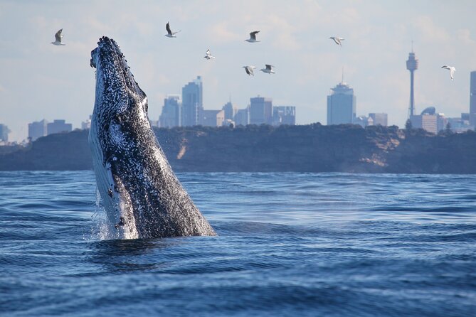 Sydney Whale Watching Cruise from Circular Quay - Whale Guarantee: The Comfort of a Second Chance