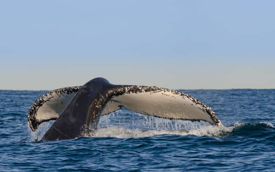 Sydney Whale Watching Cruise with Breakfast or Lunch - Why This 4-Hour Whale Cruise Feels Like Good Value