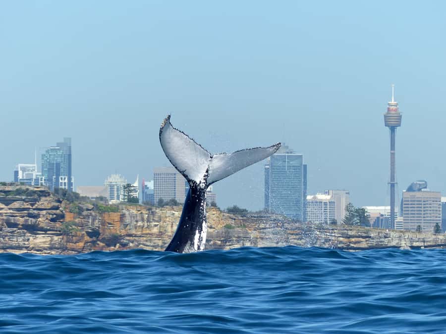 Sydney Whale Watching Cruise with Breakfast or Lunch - Setting Off From Circular Quay Without the Headache