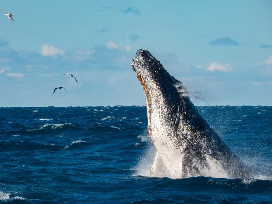 Sydney Whale Watching Cruise with Breakfast or Lunch - The 4-Hour Route: Harbour Views, Then the Whale Hunt