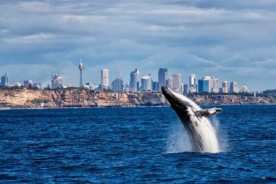 Sydney Whale Watching Cruise with Breakfast or Lunch - Your Meal Choice: Breakfast or Lunch on a Whale Day