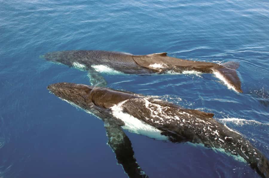 Sydney Whale Watching Cruise with Breakfast or Lunch - What Makes the Commentary Worth Paying For