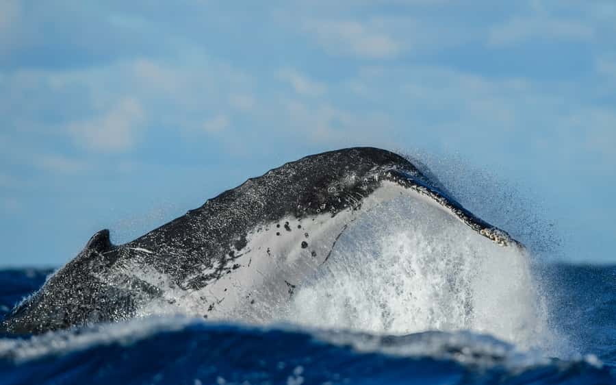 Sydney Whale Watching Cruise with Breakfast or Lunch - Getting Real Value: Space, Comfort, and the Boat Setup