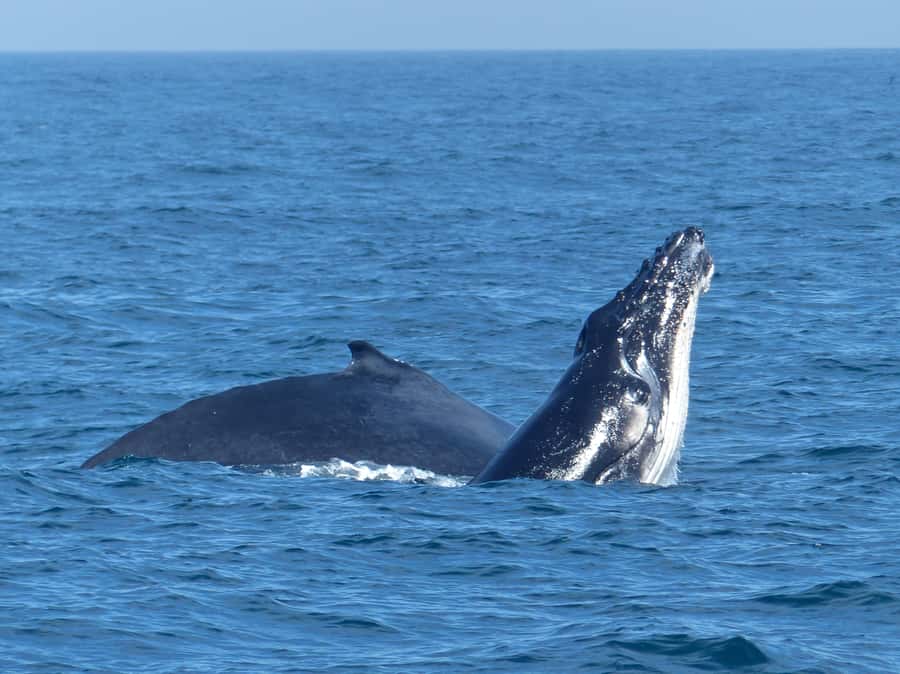 Sydney Whale Watching Cruise with Breakfast or Lunch - Weather, Seasickness, and Deck Time: Plan Like a Local