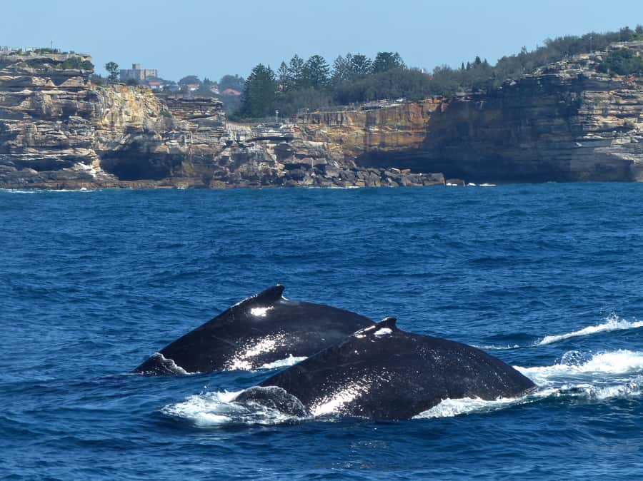 Sydney Whale Watching Cruise with Breakfast or Lunch - The Bottom Line: Should You Book This Whale Cruise?