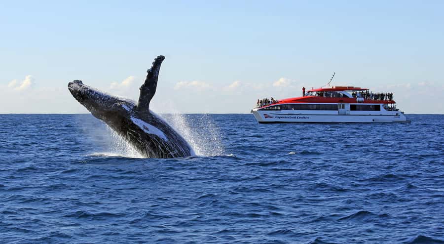 Sydney: Whale Watching & Wildlife Cruise - Whale Watching & Wildlife Cruise: Why This 150-Minute Trip Feels Worth It