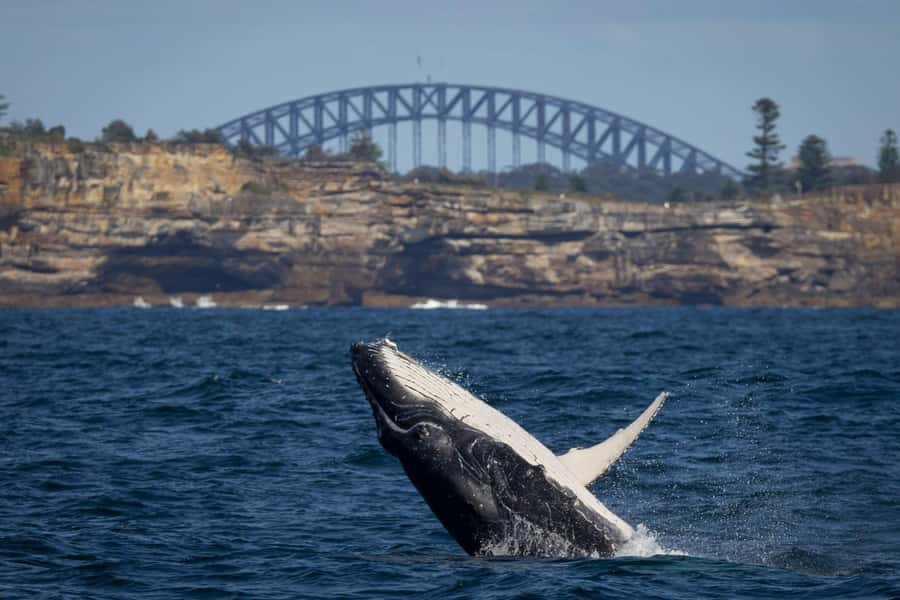 Sydney: Whale Watching & Wildlife Cruise - Key Points You Should Know Before You Go