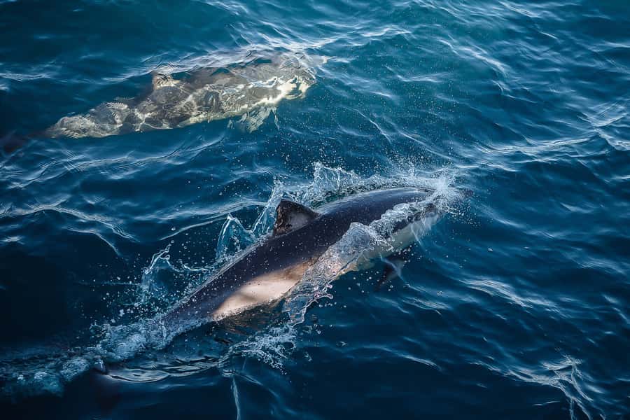 Sydney: Whale Watching & Wildlife Cruise - Wildlife Beyond Whales: Dolphins, Seals, and Seabirds in the Same 150 Minutes
