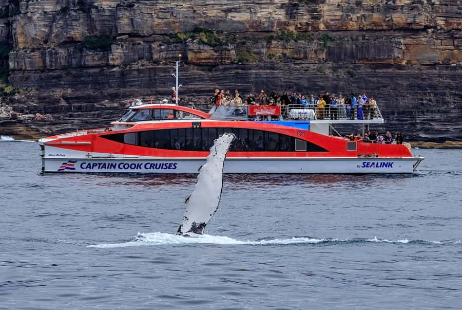 Sydney: Whale Watching & Wildlife Cruise - The 95% Whale Guarantee: How It Works and How to Read the Fine Print