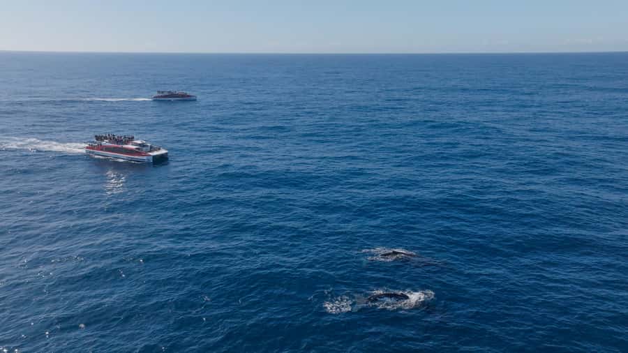 Sydney: Whale Watching & Wildlife Cruise - What the 150-Minute Day Feels Like on the Water