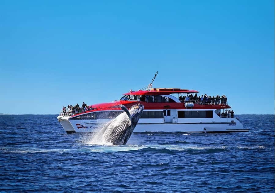 Sydney: Whale Watching & Wildlife Cruise - Getting to Circular Quay Wharf 6 and Settling In