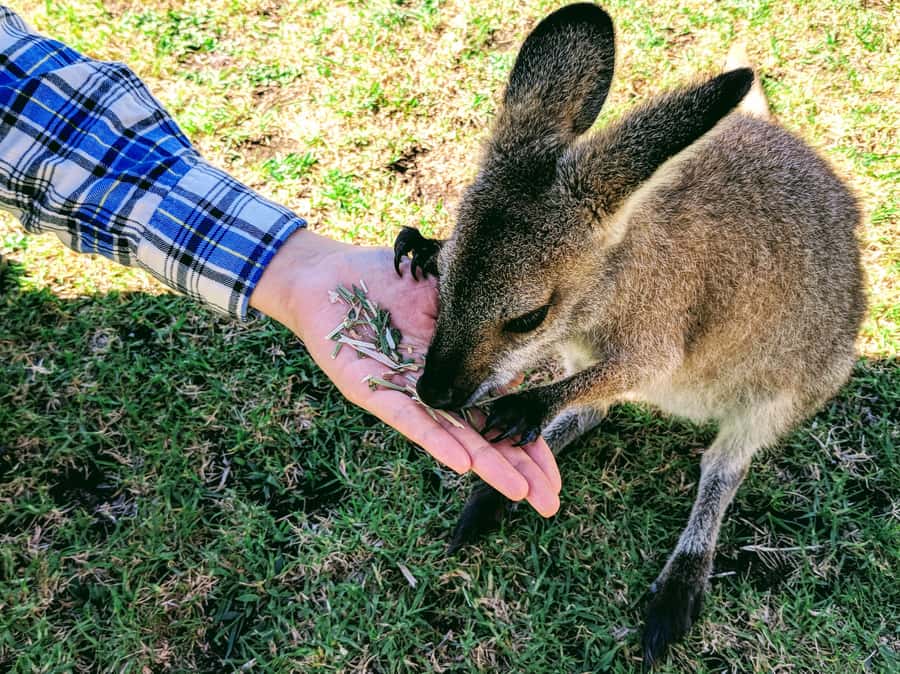 Sydney: Wildlife, Waterfalls and Wine Small Group Tour - The most interesting parts, fast