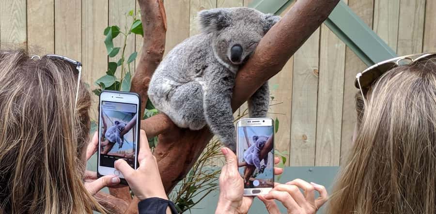 Sydney: Wildlife, Waterfalls and Wine Small Group Tour - Private Koala Time at Symbio Wildlife Park