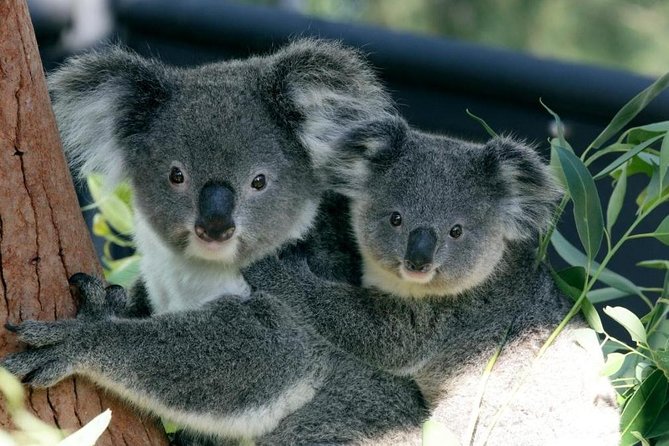 Taronga Zoo Entry & Return Ferry - Sydney Harbour - Quick, Useful Highlights