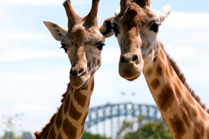 Taronga Zoo Entry & Return Ferry - Sydney Harbour - Stop at Taronga Zoo: 2,900+ Animals and Self-Guided Time
