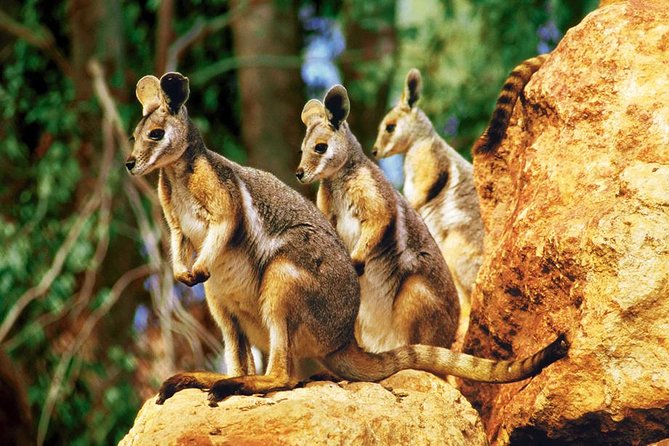 Taronga Zoo Entry & Sydney Harbour 2-Day Hop On Hop Off Cruise - From Circular Quay Wharf 6: Your 2-Day Sydney “Water Bus”
