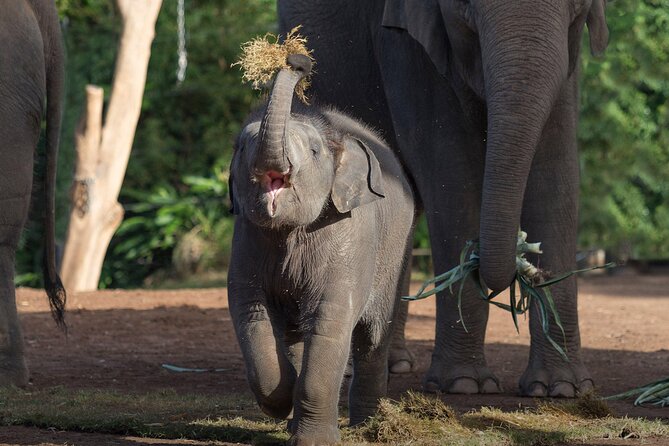 Taronga Zoo + Ferry Return Ticket - Taronga Zoo: animals, views, and a very real walking plan