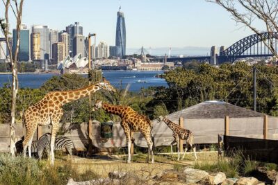 Taronga Zoo + Ferry Return Ticket - Getting to the harbor: Darling Harbour and Circular Quay as your day anchors