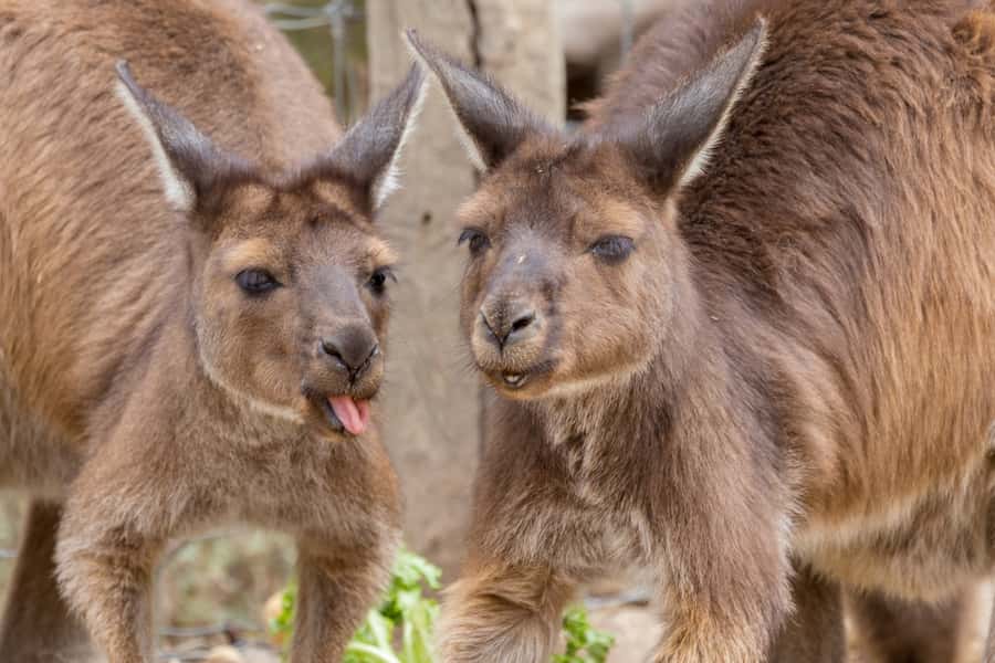 Taronga Zoo Sydney Wild Australia Experience - Key takeaways