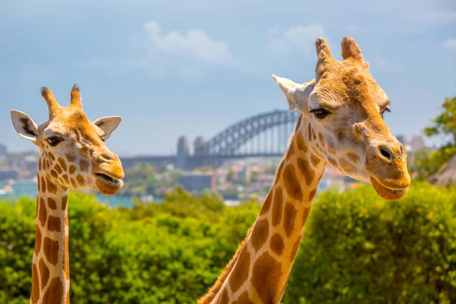 Taronga Zoo Sydney Wild Australia Experience - What this tour is really for (and who it fits)