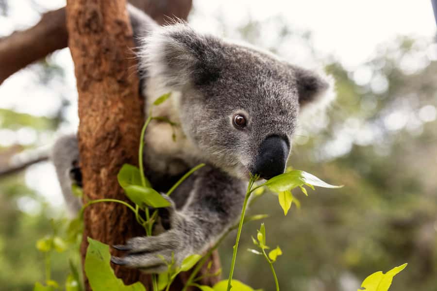 Taronga Zoo Sydney Wild Australia Experience - Platypus mysteries and the keeper’s adaptation talk